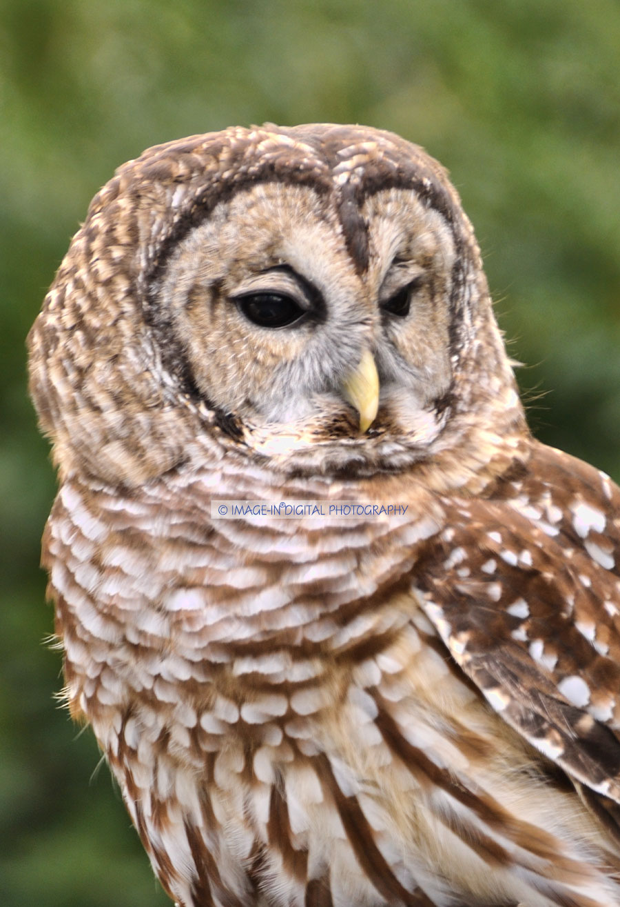 Barn Owl